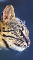 descargar wallpaper de animales
